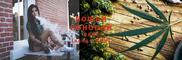 сатива Бородино